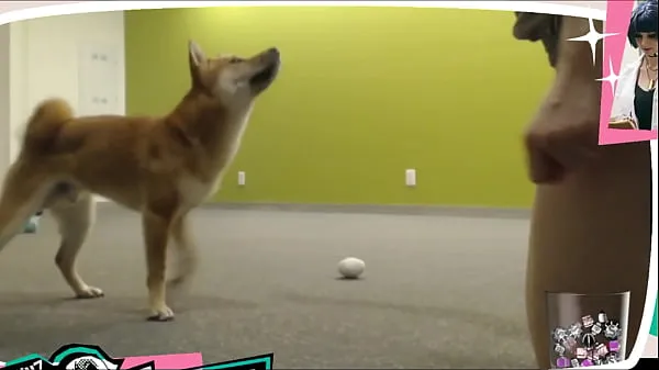 Se Braless Twitch Streamer Plays With Doggo nye tube